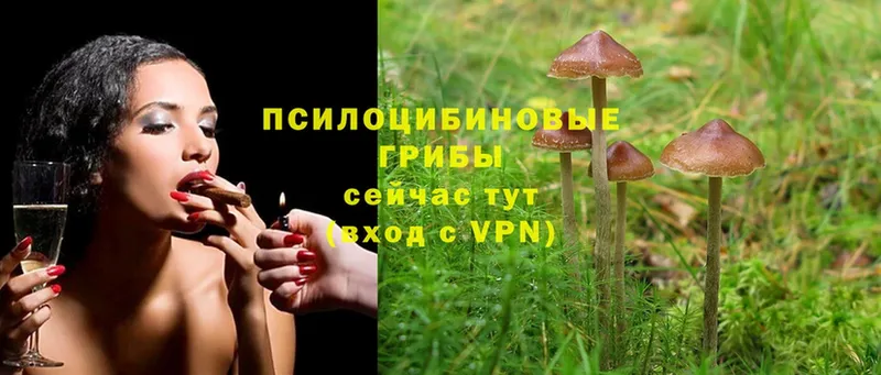 хочу наркоту  Кореновск  Галлюциногенные грибы Cubensis 